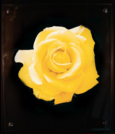 П-07 Роза жёлтая